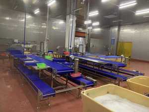 Máquina semi automática do camarão Nobashi com comprimento de estiramento ajustável para a grande escala <span class=keywords><strong>Seafood</strong></span> <span class=keywords><strong>Companies</strong></span> - Product Image 6