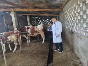 Medische leverancier voor ziekenhuisapparatuur, draagbare echografie-apparaat voor zwangerschap bij varkens, runderen, paarden en geiten - Product Image 5