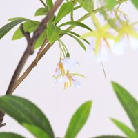 Tanaman Pot Plastik Elaeocarpus Hainanensis Buatan Dekorasi Rumah Kantor Taman Dekorasi Rumah Pohon Palsu Tanaman Buatan