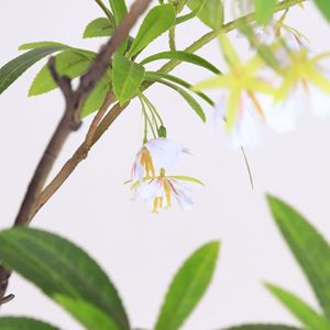 <span class=keywords><strong>Plante</strong></span> artificielle en pot en plastique Elaeocarpus Hainanensis, <span class=keywords><strong>d</strong></span>écoration pour la maison, le bureau et le jardin, faux arbres, plantes artificielles - Product Image 3