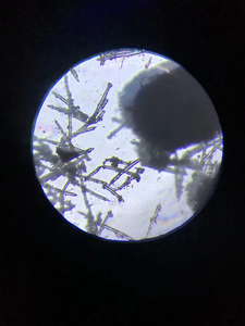 Güçlü sinerji vahşi Spongilla Spicule derin kırışıklık ve sıkılaştırıcı Anti-aging Serum için 99% beyaz bitkisel özü tozu - Product Image 3