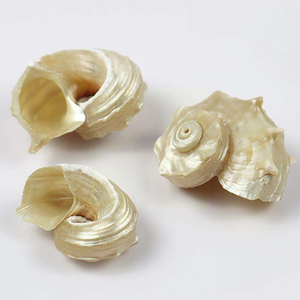 3-5cm cangrejo ermitaño reemplazo Shell Concha Natural pintura pecera Aquascape Shell pendientes accesorios <span class=keywords><strong>de</strong></span> joyería - Product Image 2