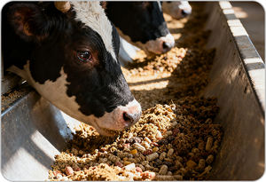 Polvo de ácido nicotínico CAS 59-67-6 solo niacina al por mayor a granel para aditivos nutricionales y para piensos - Product Image 3