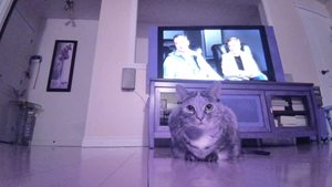 Bán buôn ebo SE thông minh Pet robot HD Camera, đồ chơi laser & Auto-Cruise cho mèo & chó - Product Image 3