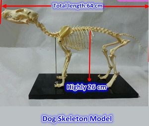 Modelo avanzado de <span class=keywords><strong>esqueleto</strong></span> de perro, <span class=keywords><strong>esqueleto</strong></span> de PVC, para enseñar - Product Image 4