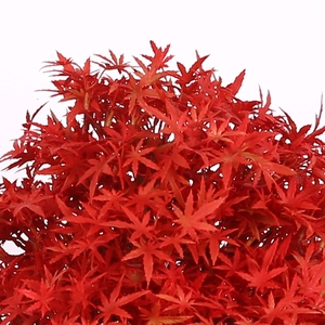 Artificial semillas <span class=keywords><strong>de</strong></span> <span class=keywords><strong>Bonsai</strong></span> <span class=keywords><strong>de</strong></span> arce árbol decoración interior árbol - Product Image 6