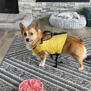 เสื้อชูชีพสำหรับสุนัขลอยน้ำได้เสื้อชูชีพสำหรับสุนัขเสื้อชูชีพแบบนีโอพรีนสำหรับสุนัขสัตว์เลี้ยงแบบปรับแต่งได้ - Product Image 6