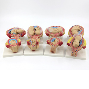 Modelo de Embarazo y Embrión de Qinghua, Modelo de Educación Prenatal, Modelo de Planificación Familiar, Modelo Anatómico del Proceso de Desarrollo Fetal - Product Image 1