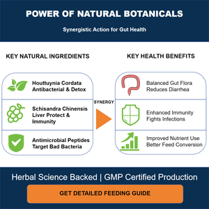 Additif alimentaire naturel à base de plantes pour la santé intestinale des volailles |   Extrait de Houttuynia Schisandra |   Alternative aux <span class=keywords><strong>antibiotiques</strong></span> |   GMP - Product Image 4