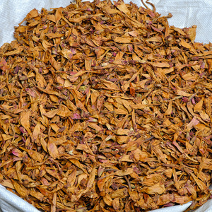 Vente en gros de trompette chinoise à base de plantes grimpante <span class=keywords><strong>fleur</strong></span> trompette fleurs de vigne Campsis Grandiflora - Product Image 5