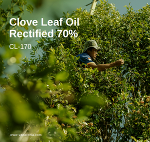 Aceite de Clavo Industrial de Alta Potencia, Extraído por Vapor, Lote Fresco, Sin Aditivos, Sin Olores, Estable, Larga Vida Útil - Product Image 2