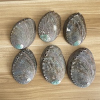 Coquilles d'ormeau naturelles, coquilles de conques, aquarium, aquascape, bricolage, ornements en sauge brûlée, méditation