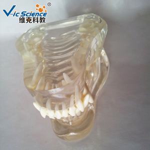 दांतों का अभ्यास चिकित्सा विज्ञान के लिए दांत मॉडल कुत्ते दांतों का दंत चिकित्सा मॉडल - Product Image 2