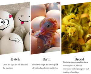 高孵化率デジタル自動880-1848鶏卵インキュベーター - Product Image 5