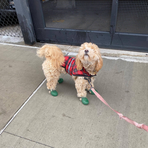 Botas Impermeables <span class=keywords><strong>de</strong></span> Silicona <span class=keywords><strong>para</strong></span> Perros, <span class=keywords><strong>Zapatos</strong></span> Antideslizantes <span class=keywords><strong>para</strong></span> Mascotas con Correa <span class=keywords><strong>de</strong></span> Velcro, Calzado Transpirable <span class=keywords><strong>para</strong></span> Exteriores <span class=keywords><strong>para</strong></span> Perros Pequeños y Grandes, Verano - Product Image 5