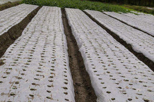 <span class=keywords><strong>Film</strong></span> de paillage plastique compostable et biodégradable noir, blanc, argenté, gaufré double face, largeur 50-70 cm, pour l'agriculture - Product Image 4