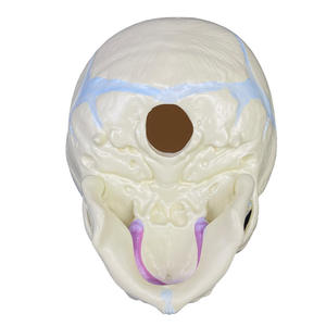 Modelo Anatómico de Ciencias Médicas, Modelo de Anatomía del Cuerpo Humano, Cráneo de Feto, Modelo Anatómico de Esqueleto - Product Image 2