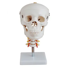 의학 훈련을 위한 경추를 가진 인간적인 해부학 유형 실물 크기 플라스틱 성숙한 두개골 모형