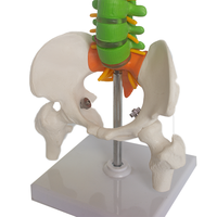 Modèle anatomique de colonne vertébrale de haute qualité avec nerfs et vertèbres, fabriqué en PVC durable, pour les études de sciences médicales SMD0164
