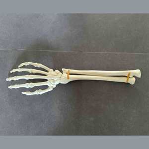Modèle <span class=keywords><strong>de</strong></span> formation orthopédique gauche et <span class=keywords><strong>droite</strong></span> articulée pour <span class=keywords><strong>la</strong></span> <span class=keywords><strong>main</strong></span> et le poignet en mousse solide KyrenMed pour le forage en atelier - Product Image 6