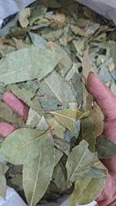 Hoja de Laurel de hierbas de una sola especia orgánica natural fresca de alta calidad para <span class=keywords><strong>beneficios</strong></span> de salud y cocina - Product Image 5