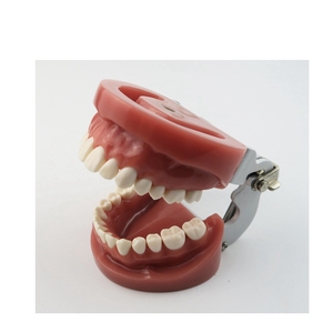 ฮาร์ดกัม28ชิ้นโมเดลฟันฟันฟันมาตรฐานพร้อมข้อต่อ FE - Product Image 6