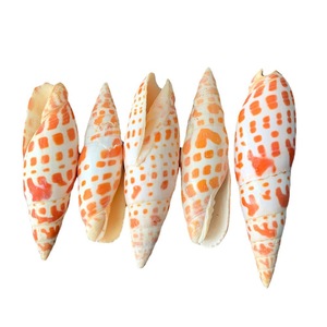 Conchas <span class=keywords><strong>de</strong></span> <span class=keywords><strong>caracol</strong></span> para decoración del hogar, pluma roja Natural, artesanía, espécimen biológico <span class=keywords><strong>marino</strong></span> - Product Image 5