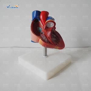 Новая модель человеческого сердца в натуральную величину - Product Image 5