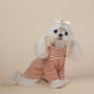 เสื้อผ้าสัตว์เลี้ยง ZHONGYA รุ่นใหม่ สไตล์เกาหลี ลายทาง ผ้ากำมะหยี่นุ่มสบาย สำหรับสุนัขพันธุ์เกรย์ฮาวด์ ยอร์คเชียร์ เทอร์เรีย และนอร์เวย์เรเดอร์ สำหรับฤดูใบไม้ร่วงและฤดูหนาว - Product Image 2