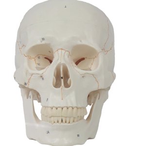 Nouveau bonne qualité crâne aides pédagogiques taille naturelle anatomie corps humain crâne modèle Science médicale crâne modèle anatomique - Product Image 2