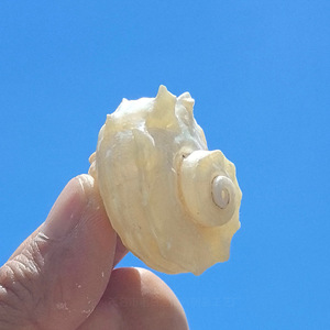 Granchi eremiti che sostituiscono conchiglie collezione di conchiglie naturali lucidate capesante nautica decorazione di pesci vero tocco <span class=keywords><strong>animale</strong></span> Seastar - Product Image 5