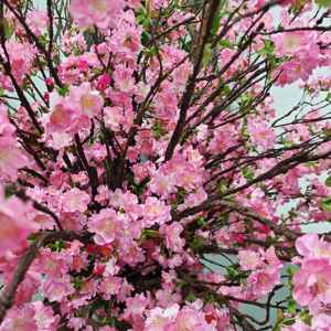 Plante artificielle en pot de fleurs de cerisier réalistes de luxe YR |   Personnalisé pour les espaces commerciaux européens/américains - Product Image 6