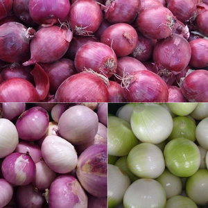Machine à éplucher le gingembre Machines à éplucher et à couper les oignons Machine à nettoyer la peau des pommes <span class=keywords><strong>de</strong></span> <span class=keywords><strong>terre</strong></span> - Product Image 6