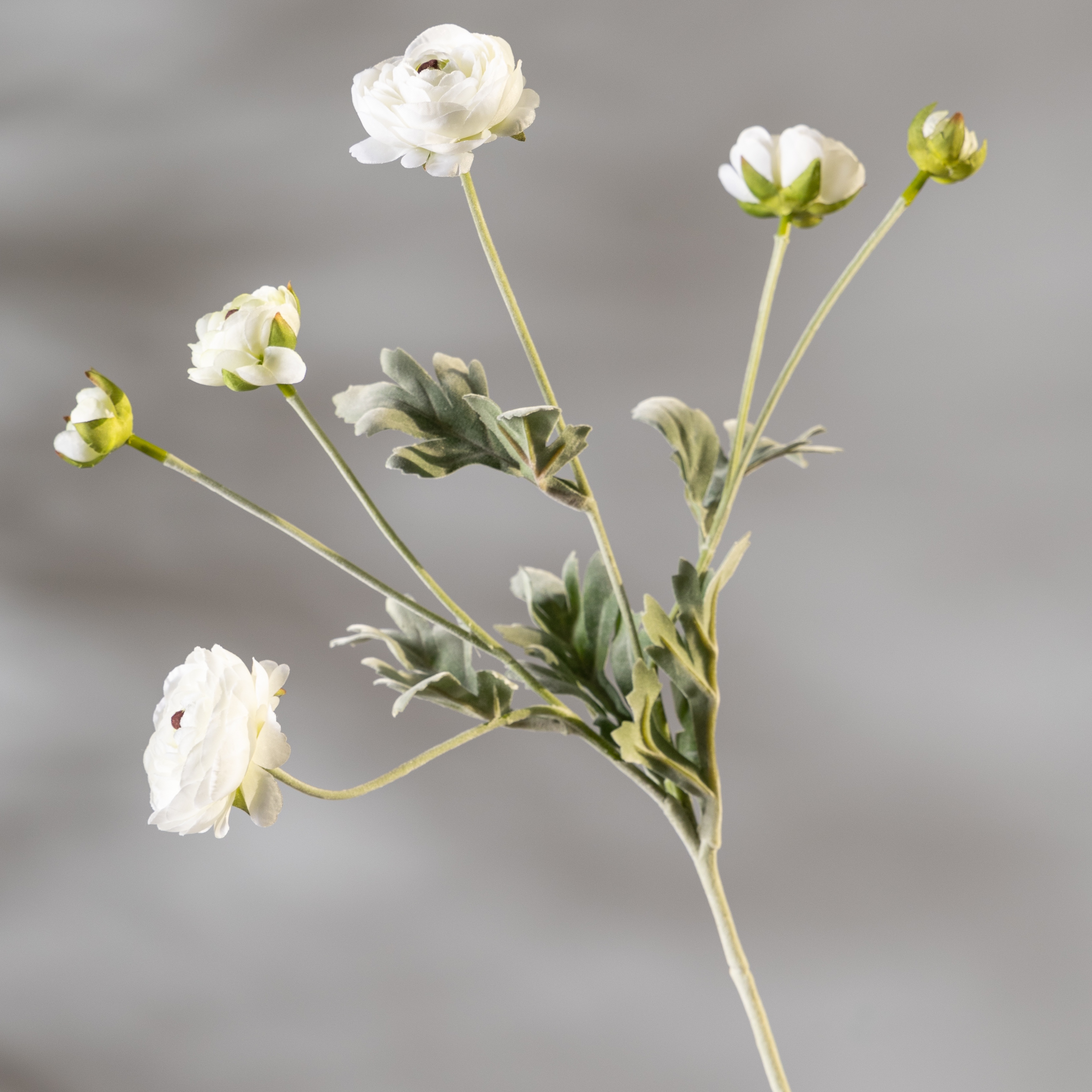 Blanc