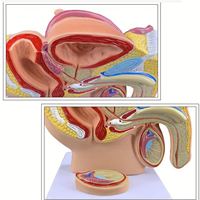 Humain 1:2 Mâle Pelvien Sagittal Section Testiculaire Prostate Vessie Rectale Système Urinaire Modèle Modèle Anatomie Reproductive