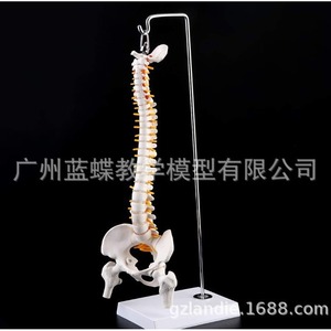 Modèle d'enseignement de la colonne vertébrale humaine de 45 cm avec bassin et fémur, avec neurosquelette, modèle de colonne vertébrale, type suspendu - Product Image 3