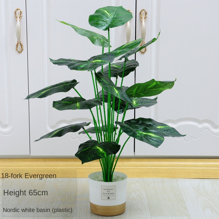 15-18 fourchettes de dipterocarpus