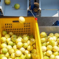 Machine de tri et de calibrage des fruits : tomates cerises, myrtilles, pommes, agrumes, oignons