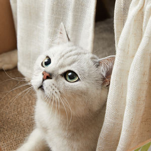 Meubles d'intérieur pour animaux <span class=keywords><strong>de</strong></span> compagnie en gros Offre Spéciale cage <span class=keywords><strong>de</strong></span> chenil en bois détachable pliable <span class=keywords><strong>de</strong></span> luxe pour chien et chat - Product Image 3