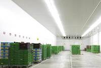 Chambre froide à atmosphère contrôlée haute efficacité pour la conservation longue durée des raisins frais