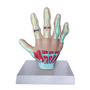 의학 교육 어깨 팔꿈치 엉덩이 무릎 해부학 근육 4 관절 모델 - Product Image 3