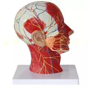Anatomisches Modell von Kopf und Gesicht mit Blutgefäßen Oberflächliche Nerven Kopf abschnitt Modell mit Muskeln