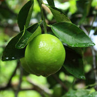 Citron vert sans pépins de qualité supérieure, peau fine, juteux, vert, origine Vietnam, fruit tropical naturel