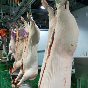 現代のアバトワールピッグ食肉処理場ポーク処理プラントカーカスコンベヤー豚食肉処理装置肉処理機械
