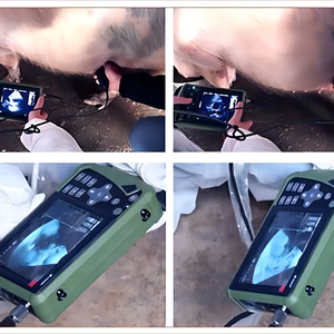 Machine portative de diagnostic de <span class=keywords><strong>grossesse</strong></span> bovine pour la détection précoce pour la surveillance de la <span class=keywords><strong>grossesse</strong></span> de porc de chien - Product Image 6