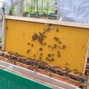 Beekeeping waxed deep depth foundation yellow plastic foundation sheet for beekeeping