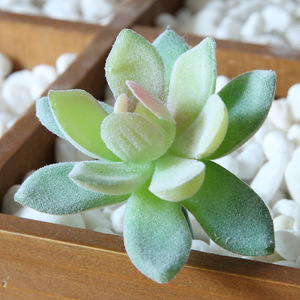 Hot Sale <strong>Small</strong>/mini <strong>Potted</strong> <strong>Plants</strong> <strong>Small</strong> Mini Size Artificial Succulent with Pot <strong>for</strong> Bed Room Decoration - Product Image 4