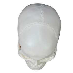 Mini modelo de cráneo blanco estándar con divisiones - Herramienta educativa de anatomía - Product Image 5