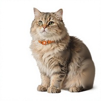 Collier GPS pour chien et chat avec suivi anti-perte, design étanche, matériau plastique