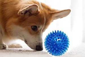 Köpek diş temizleme oyuncak Tpr isırmaya dayanıklı Pet çiğnemek oyuncaklar yerçekimi interaktif eğitim diş temiz top yapılmaz köpek oyuncaklar - Product Image 5